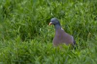 Columba palumbus