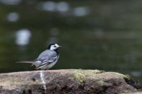 Motacilla alba