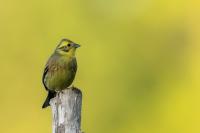 Emberiza citrinella