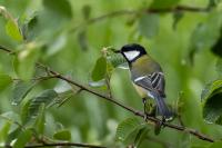 Parus major