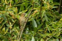 Carpodacus erythrinus