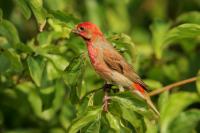 Carpodacus erythrinus