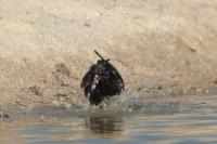 Sturnus unicolor