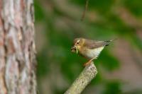 Phylloscopus trochilus