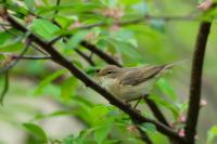 Phylloscopus trochilus