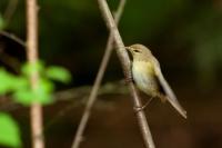 Phylloscopus trochilus