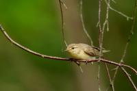 Phylloscopus trochilus