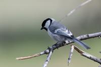 Parus major