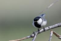 Parus major