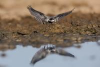 Motacilla alba