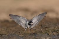 Motacilla alba