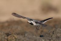 Motacilla alba