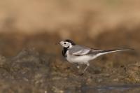 Motacilla alba