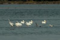 Pelecanus erythrorhynchos