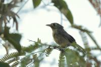 Vireo gundlachii