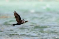 Phalacrocorax brasilianus