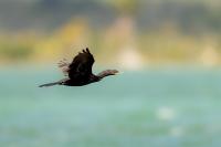 Phalacrocorax brasilianus