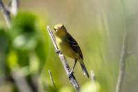 Vireo pallens