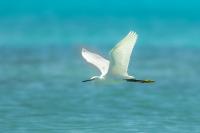 Egretta thula