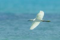 Egretta thula