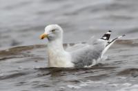 Larus argentatus