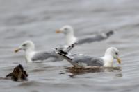 Larus argentatus