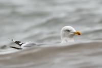 Larus argentatus