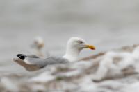 Larus argentatus