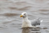 Larus argentatus