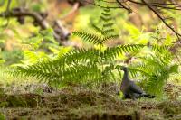 Columba trocaz