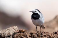 Motacilla alba