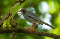 Turdus plumbeus