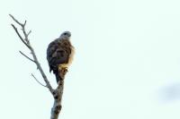 Buteo ridgwayi