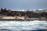 Brown fur seal