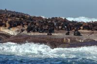 Brown fur seal