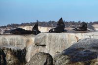 Brown fur seal