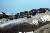 Brown fur seal