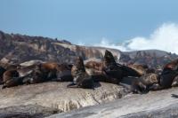 Brown fur seal