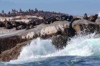 Brown fur seal