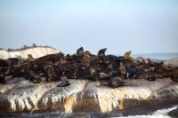 Brown fur seal