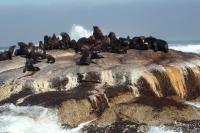 Brown fur seal