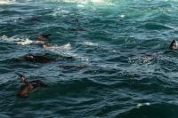 Brown fur seal