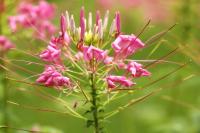 Thailand flora