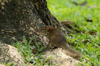 Grey-bellied squirrel