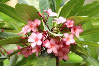 Thailand flora