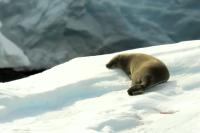 Weddell seal