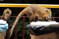 South American coati