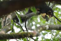 Grizzled giant squirrel