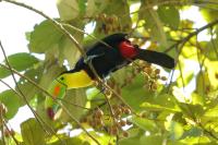 Ramphastos sulfuratus