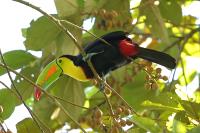 Ramphastos sulfuratus